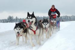 Mushing